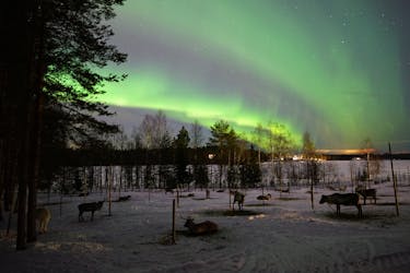 Chase the Aurora during a reindeer safari